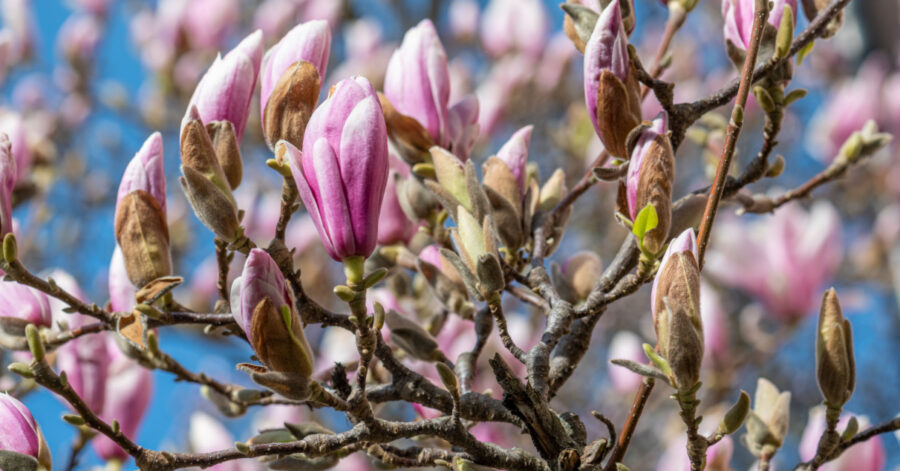 Ideal of Sweden kundcase