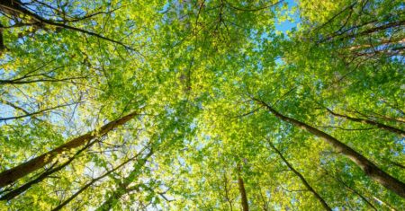 Microsofts ekosystem 2021